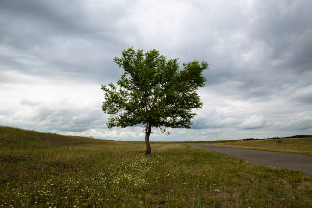a green tree on a background of grass, meadows and a beautiful sky with voluminous clouds