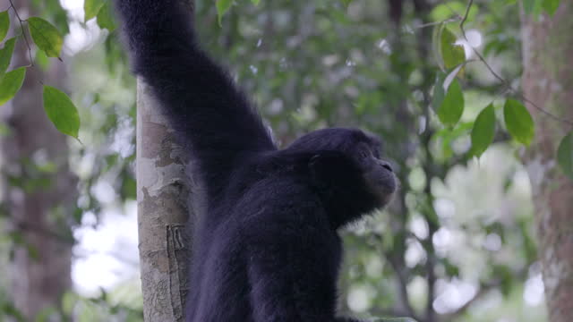 a sumatran siamang eats a melon skin in the rainforest of gunung leuser