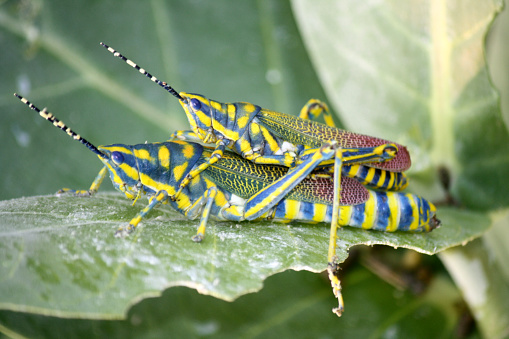 Painted grasshopper (Poekilocerus pictus) is a large brightly coloured grasshopper found in the Indian subcontinent. Nymphs of the species are notorious for squirting a jet of liquid up to several inches away when grasped. The half-grown immature form is greenish-yellow with fine black markings and small crimson spots. The mature grasshopper has canary yellow and turquoise stripes on its body, green tegmina with yellow spots, and pale red hind wings. It changes its outward appearance by molting. The grasshopper feeds on leaves of Crown flower Calotropis gigantea, a poisonous plant .