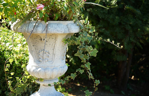 Green leaf houseplant in a pot decorated in garden on a sunny day