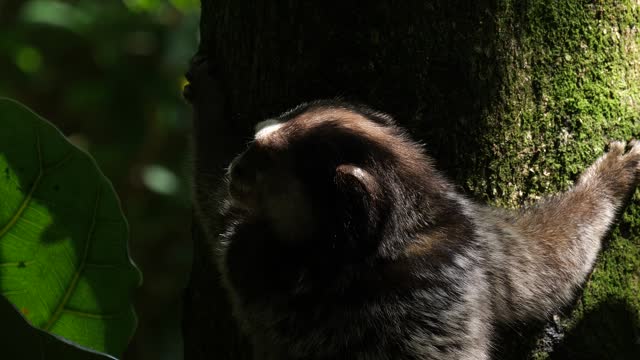 The black-tufted marmoset (Callithrix penicillata) on a tree