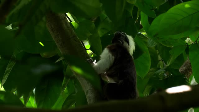 The cotton-top tamarin (Saguinus oedipus), a small New World monkey