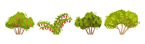 Vector illustration of Fruit and Berry Bush with Green Crown and Trunk Vector Set