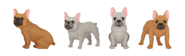 french bulldog breed in different poses vector set - puppy feline domestic cat fur stock illustrations