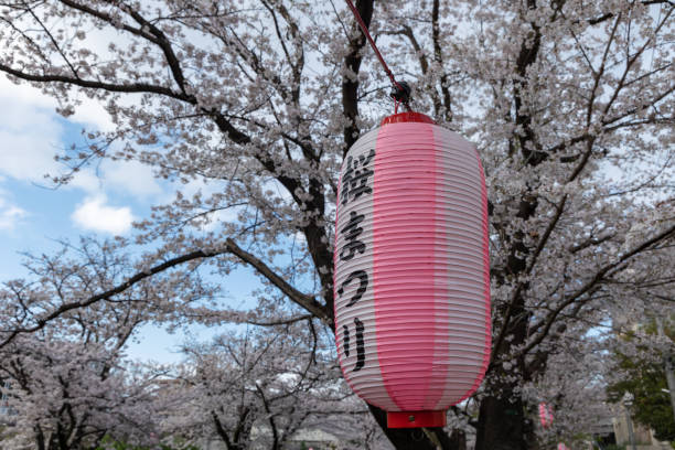 istock Cherry Blossom Festival 2039694106