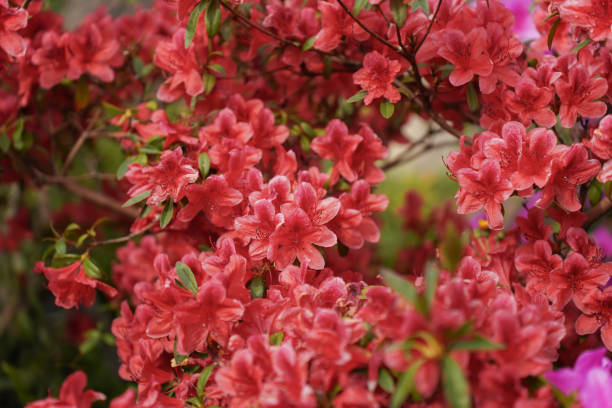 istock the Beautiful pink rhododendron flowers 2039729821