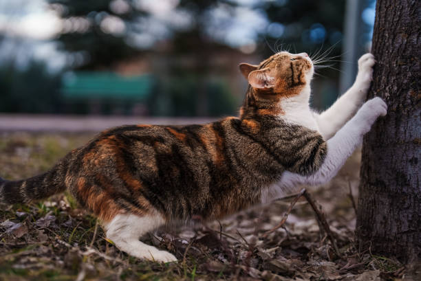 Street Cats in Public Park