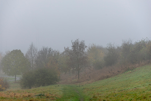 Deserted, enchanted and misty forest clearing with partially defoliated young trees and a meadow in a cloudy and damp autumn atmosphere