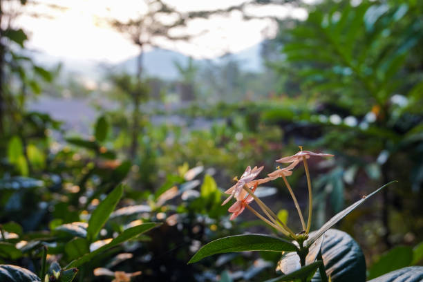 The red flowers of a plant with the scientific name Saraca asoca bloom in the garden.