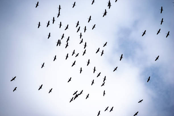 istock A flying group of cranes seen from below during a pause in flight, using the thermals to gain height 2039771400