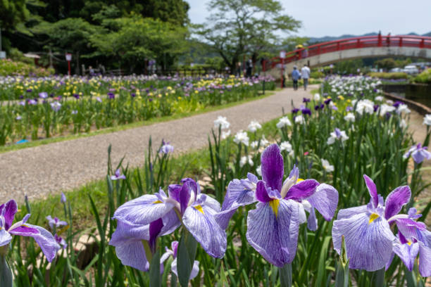Japanese Irises in full bloom.