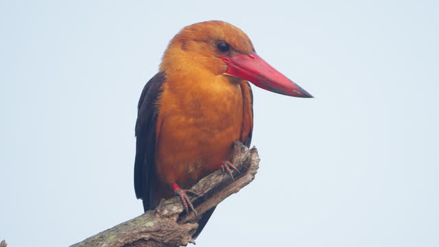 Brown-Winged Kingfisher in Sundarbans Mangroves forest in India