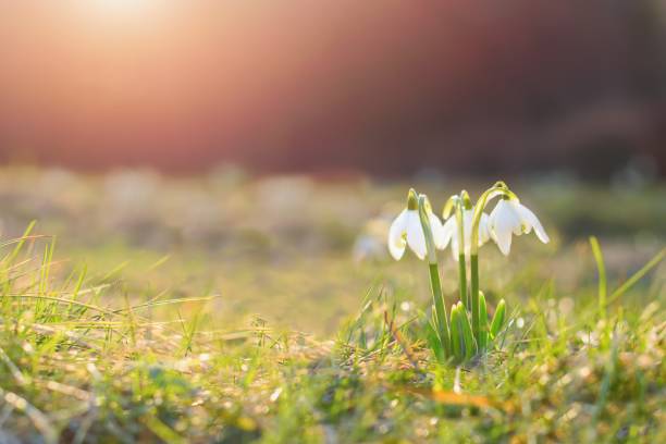 istock Spring flowers in morning light, snowdrops 2039804917