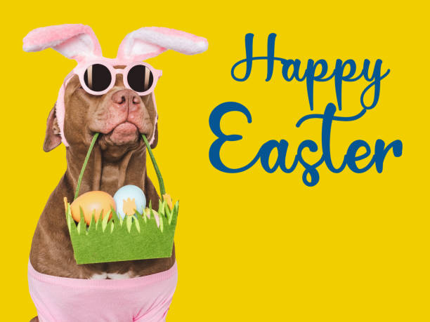 istock Happy Easter. Brown dog and a basket of Easter eggs 2039807039