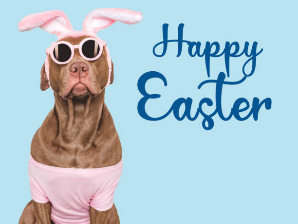 istock Happy Easter. Brown dog and a basket of Easter eggs 2039807066
