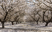 Almond Blossom in Modesto, Stanislaus County, California.