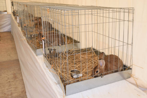 istock display of several rabbits in cages 2039821378