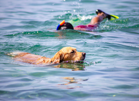 Golden retriever swimming playing in the sea water .