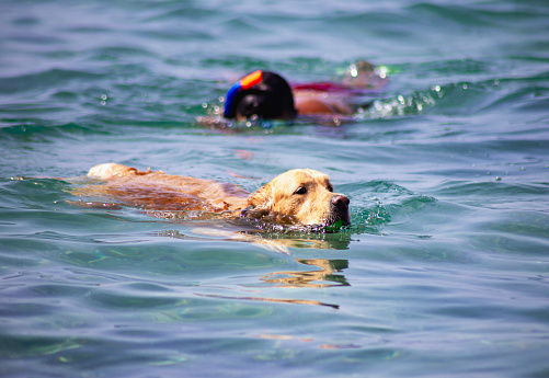 Golden retriever swimming playing in the sea water