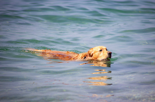 Golden retriever swimming playing in the sea water