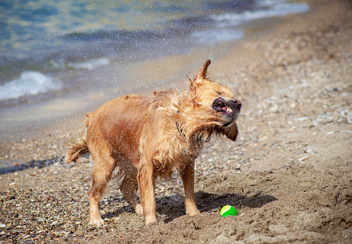 Golden retriever dog enjoying on the beach.