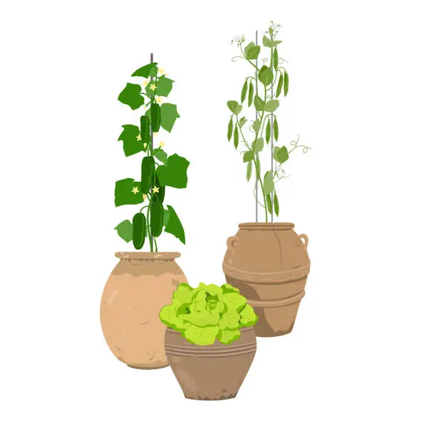 Vector illustration of Homegrown vegetable in old ceramic pots composition, Green pea, cucumber, and lettuce in stylish old clay flowerpots. Potted plants growing at home, isolated vector illustration