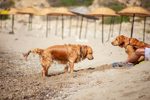 Two large Golden Retriever dogs playing on the beach