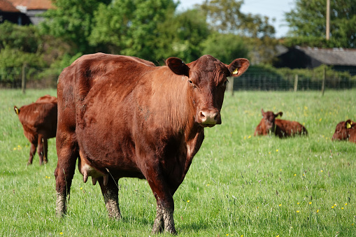A red cow in a field on a British farm.