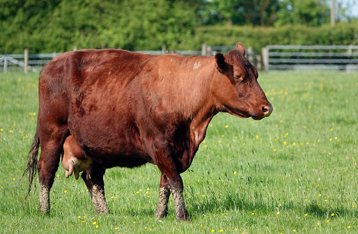 A red cow on a farm in Essex, England.