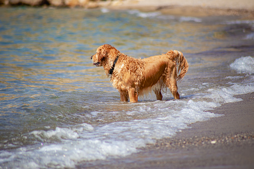 Golden Retriever playing at the beach