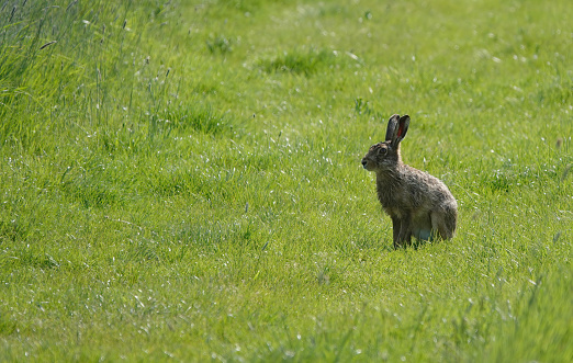European hare (Lepus europaeus) sitting in field of oilseed rape.