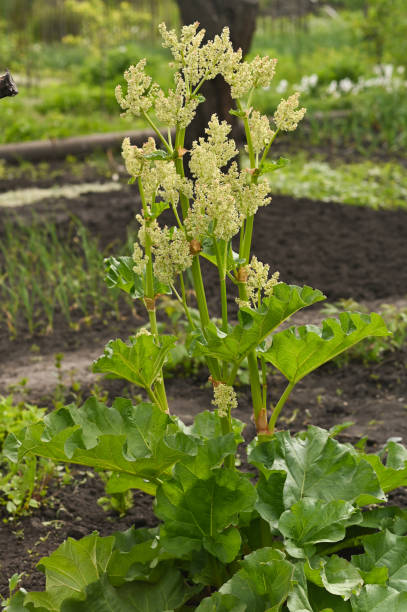 Rhubarb is a flowering plant in the garden. vertical