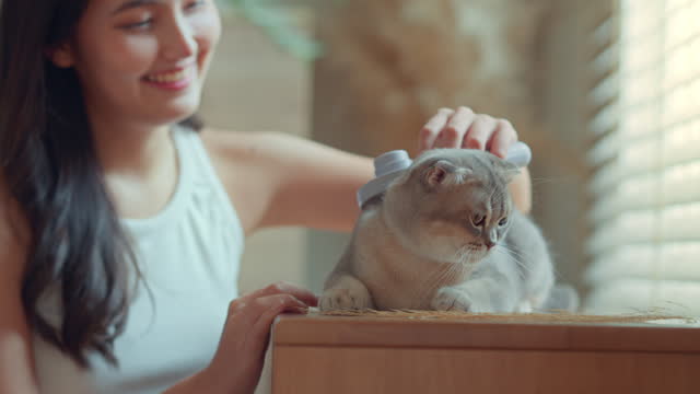 Young asian young woman brushing Scottish fold cat furs with happiness at home, Cat hair care, Interaction between pet and owner. home life with pet