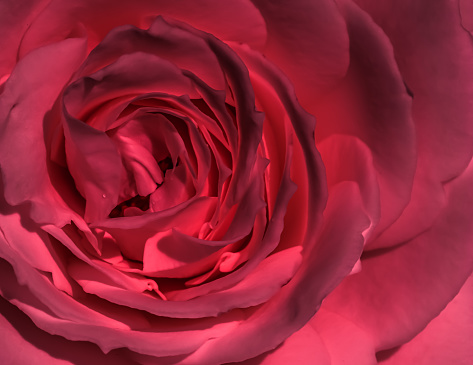 Peonie rose on textured, neutral background
