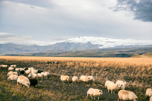 istock Sheep in front of the Eyjafjallajokull volcano 2039852673