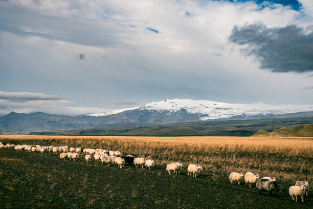 istock Sheep in front of the Eyjafjallajokull volcano 2039854301
