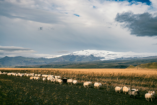 Sheep walking in front of the Eyjafjallajokull volcano in Iceland.