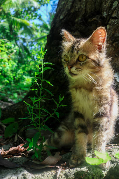 istock Brown kitten playing under tree with sun silhouette. Fluffy kitten playing in the garden with some wild plants 2039869281