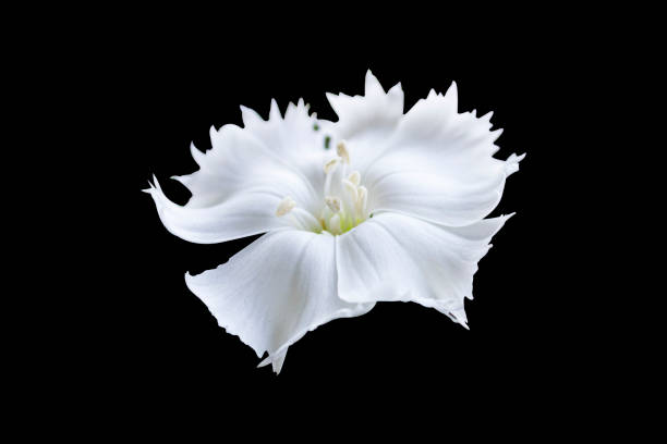 White Clove Flower isolated on black background
