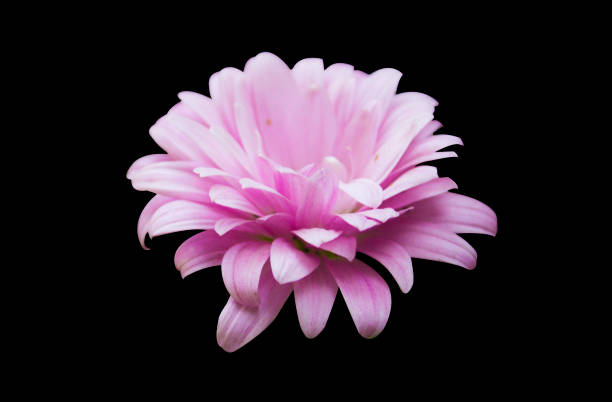 Pink Chrysanthemum flower in Bloom isolated on black background