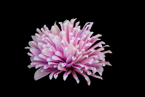 Pink Chrysanthemum flower in Bloom \nisolated on black background