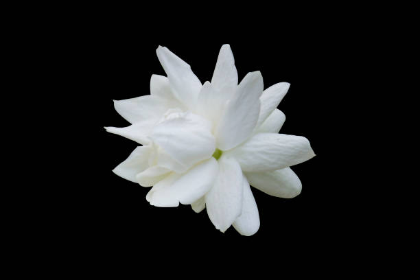 istock Arabian Jasmine flower isolated on black background 2039891505