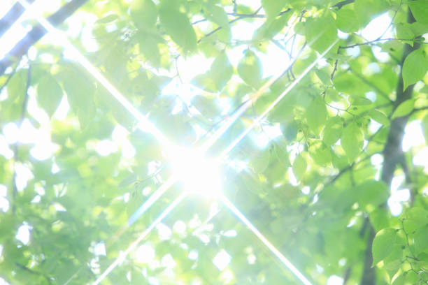 Bright sunlight shining through the fresh green leaves. A refreshing and energetic image