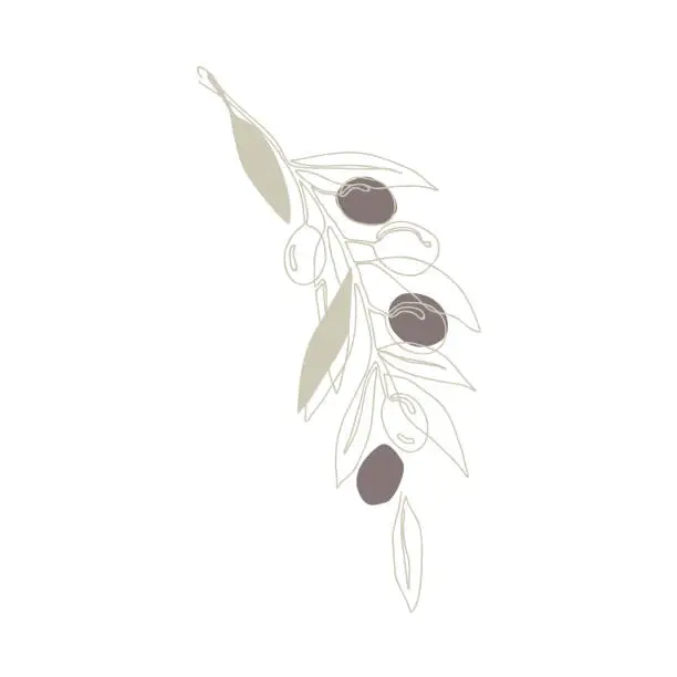 Vector illustration of Olive branch with fruits, continuous line drawing. Hand drawn floral template, vector isolated illustration.