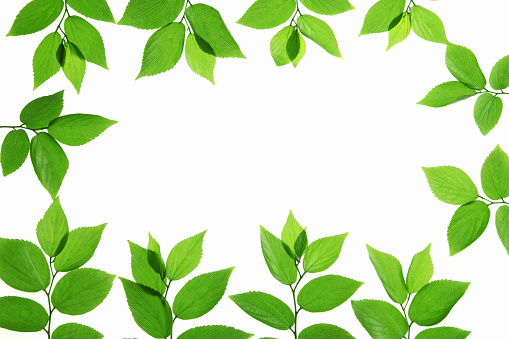 A frame made by arranging fresh green leaves. This background material is simple and easy to use.