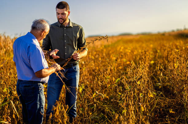 istock Two farmers talking in a field examining soy crop before harvest. 2039899159