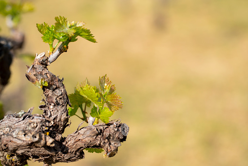 Vineyard grape buds and small leaves in springtime.