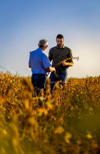 istock Two farmers talking in a field examining soy crop before harvest. 2039902953