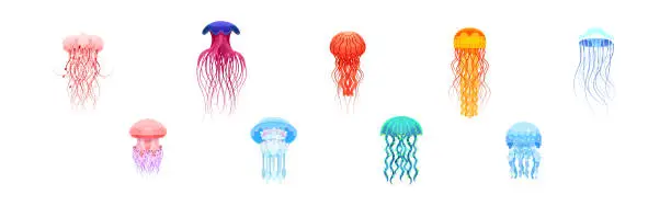 Vector illustration of Colorful Jellyfish with Umbrella-shaped Bell and Trailing Tentacles Vector Set