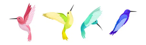 Vector illustration of Colorful Hummingbird with Long Beak and Bright Feathers Vector Set